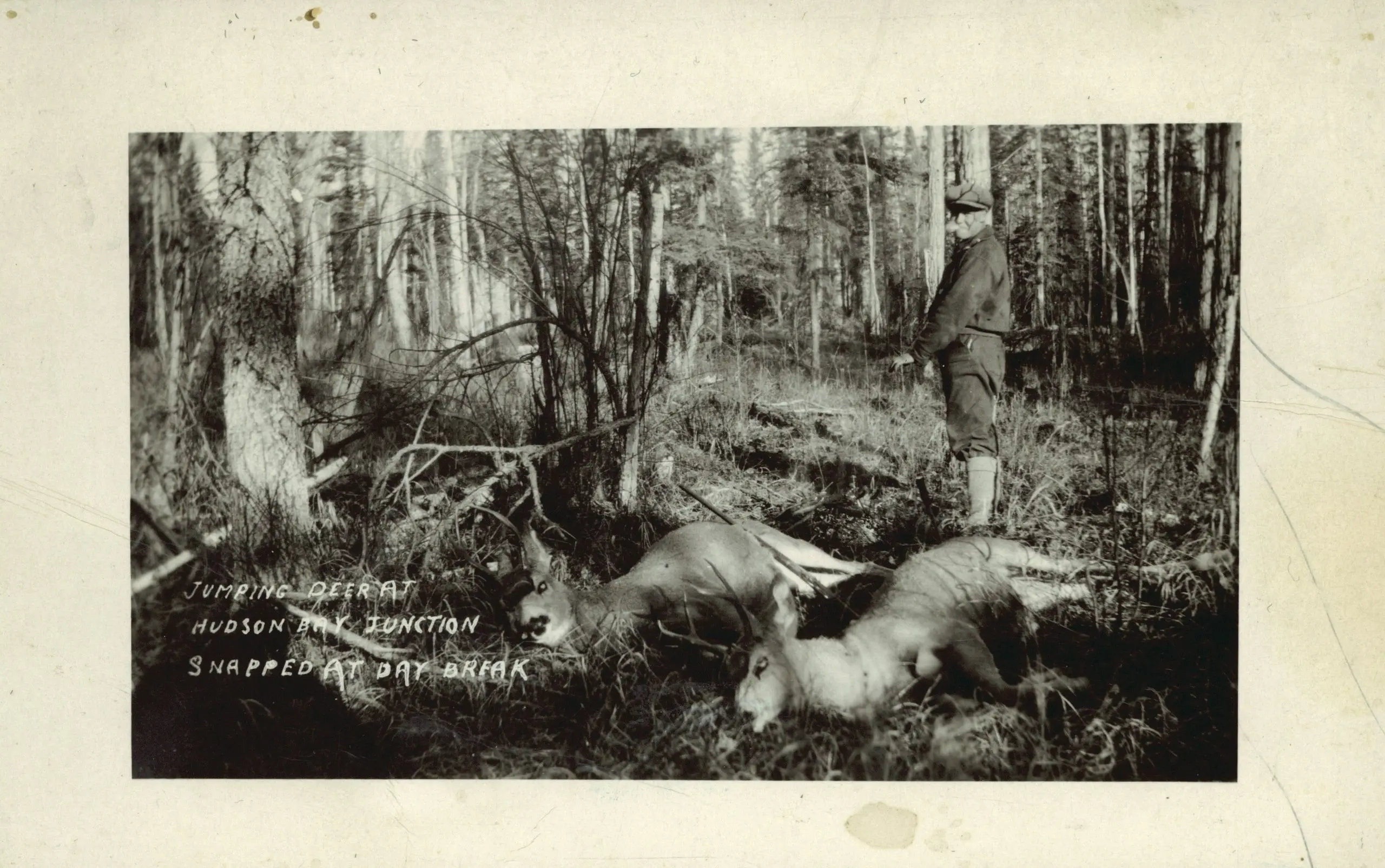 Hunter with two deer near Hudson Bay Junction