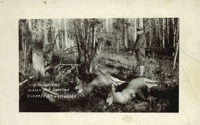 Hunter with two deer near Hudson Bay Junction